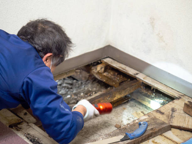 Best Attic Mold Remediation in Cibolo, TX