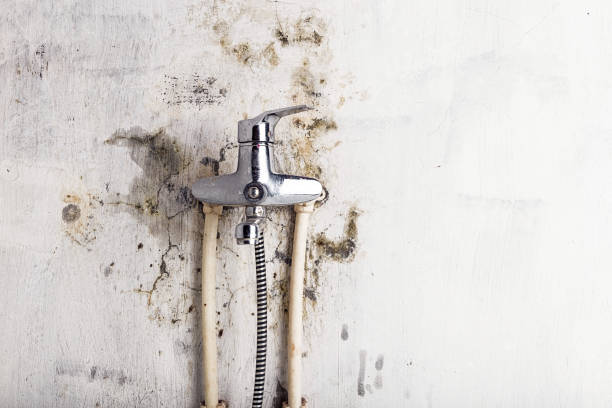 Best Residential Mold Remediation in Cibolo, TX