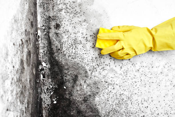 Best Post-Flood Mold Remediation in Cibolo, TX