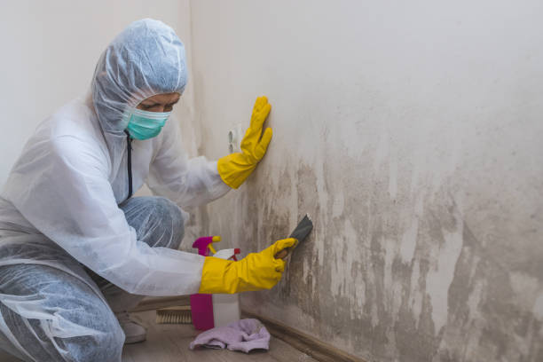 Best Bathroom Mold Remediation in Cibolo, TX