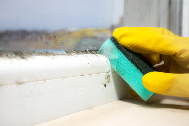 Best Health and Safety Mold Remediation in Cibolo, TX