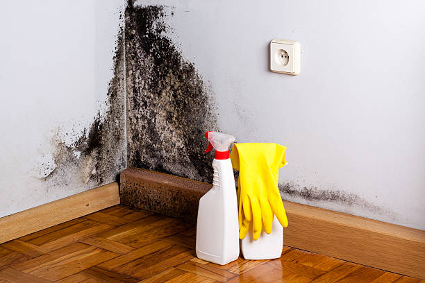 Best Commercial Mold Remediation in Cibolo, TX