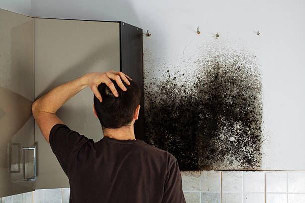 Best Insurance-Related Mold Remediation in Cibolo, TX