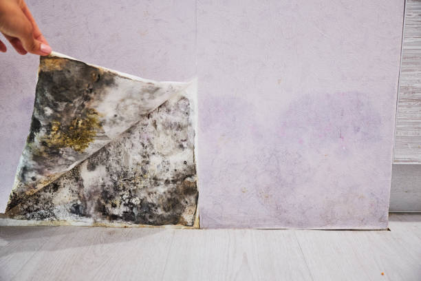 Best Industrial Mold Remediation in Cibolo, TX